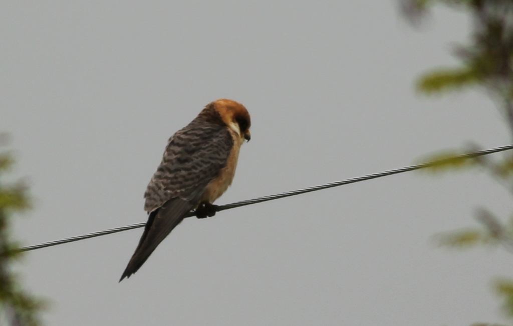 Red-footed Falcon