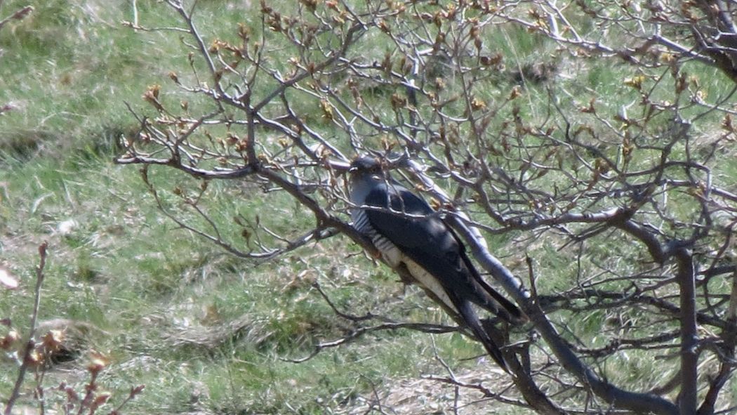 Common Cuckoo