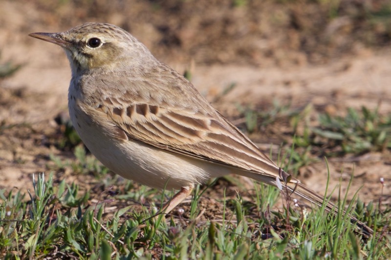 Tawny Pipit