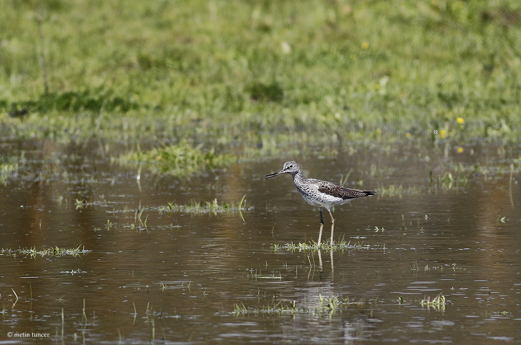 Common Greenshank