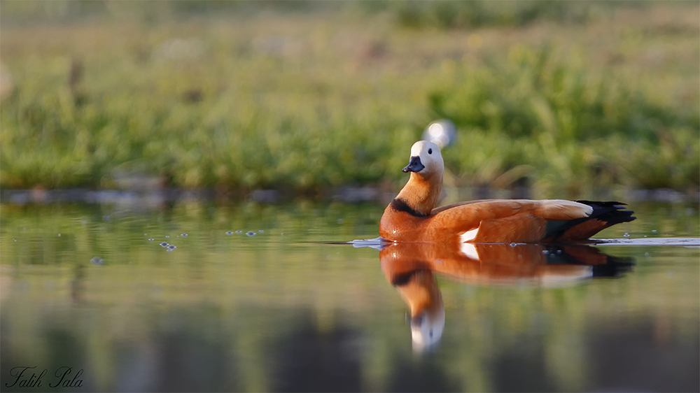 Ruddy Shelduck
