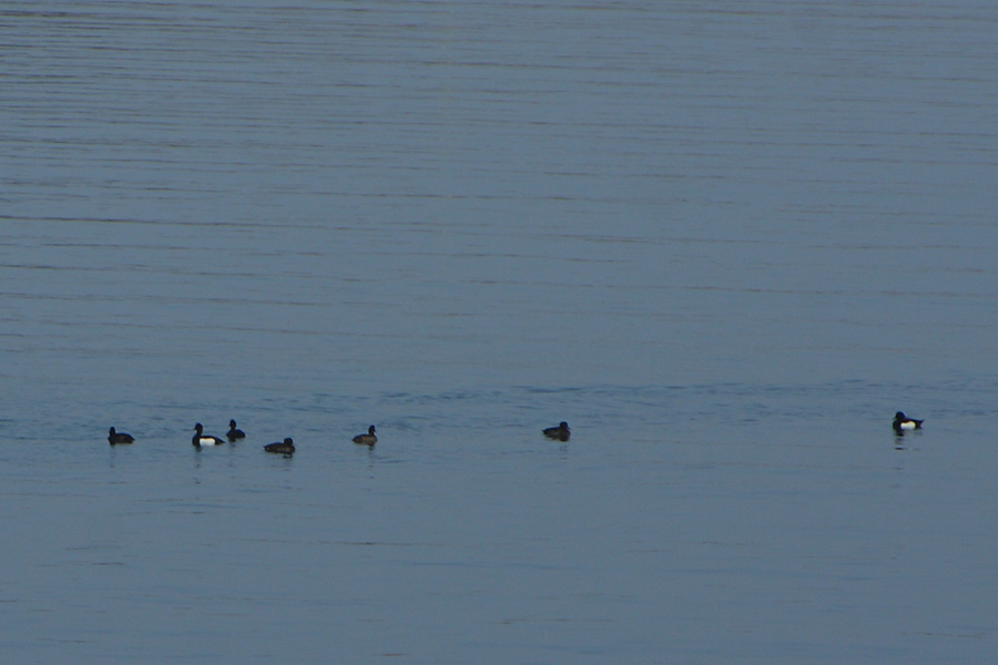 Tufted Duck