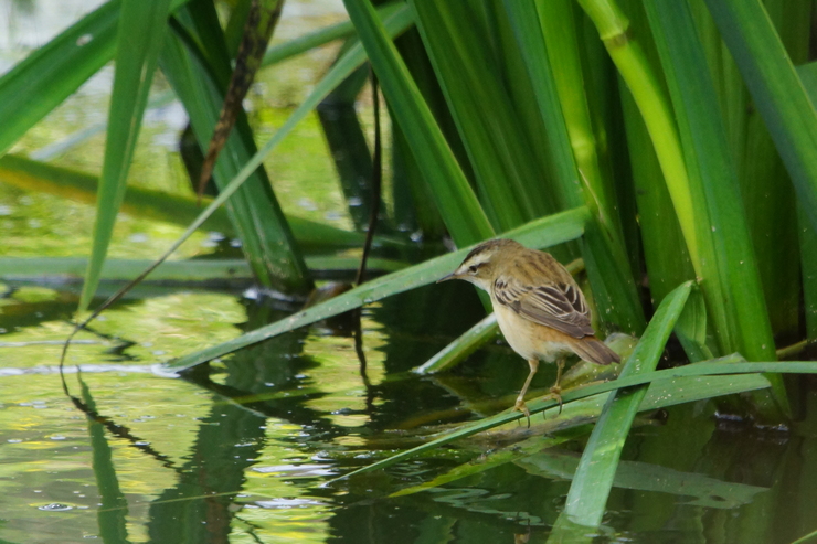 Sedge Warbler