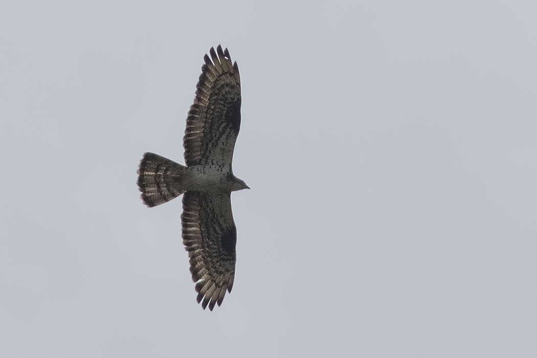 European Honey Buzzard