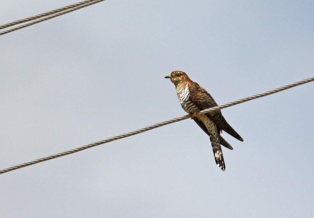 Common Cuckoo