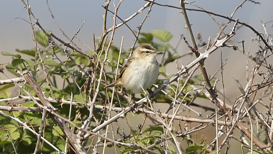 Sedge Warbler