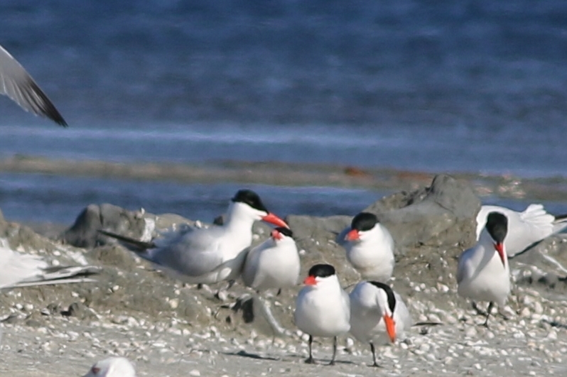 Caspian Tern