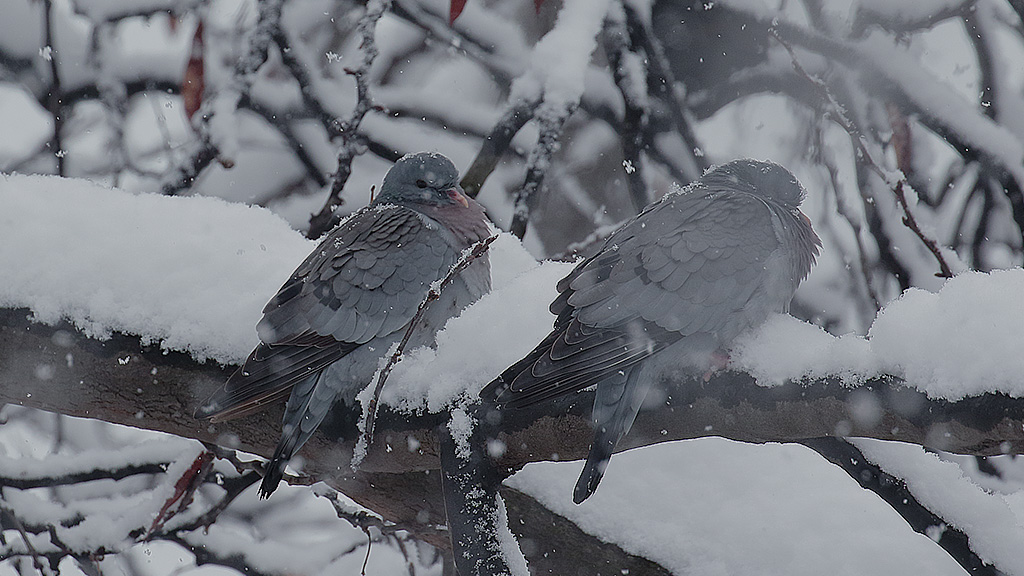 Stock Dove
