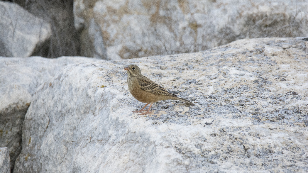 Ortolan Bunting