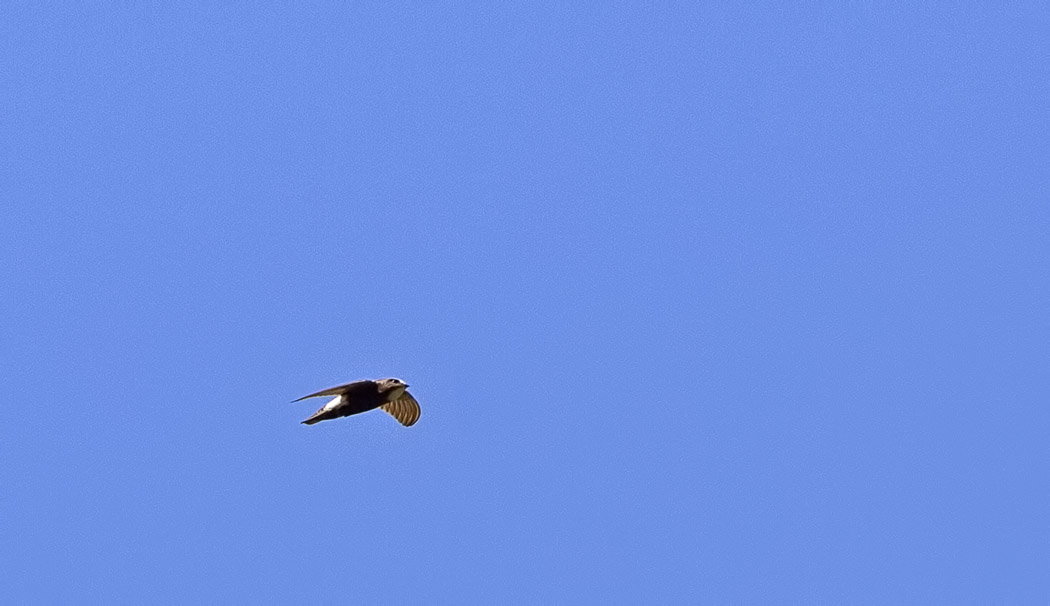 Little Swift