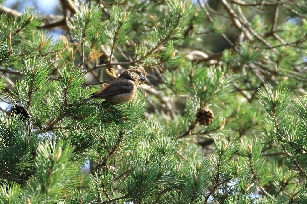 Red Crossbill