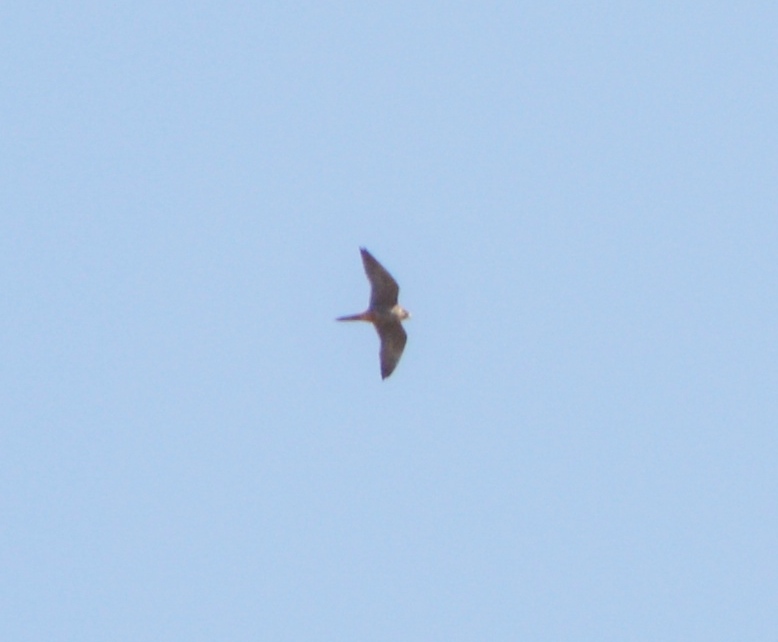Red-footed Falcon
