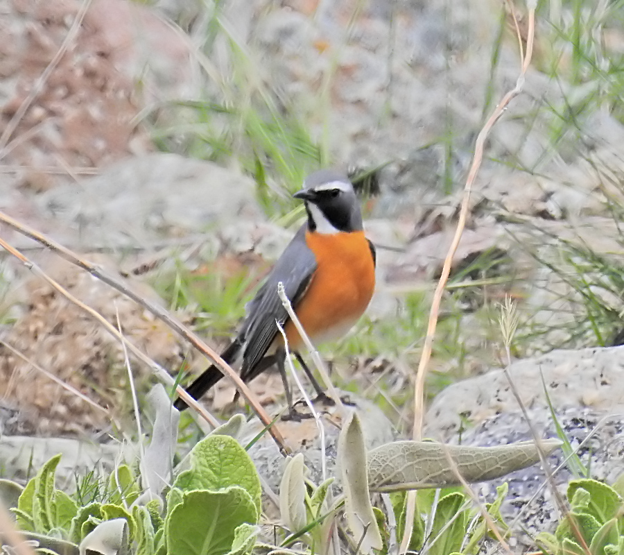 White-throated Robin