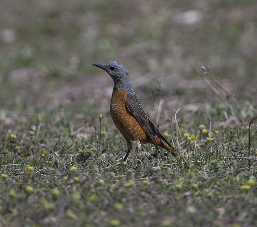 Common Rock Thrush