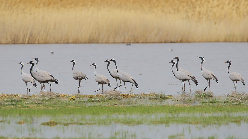 Demoiselle Crane