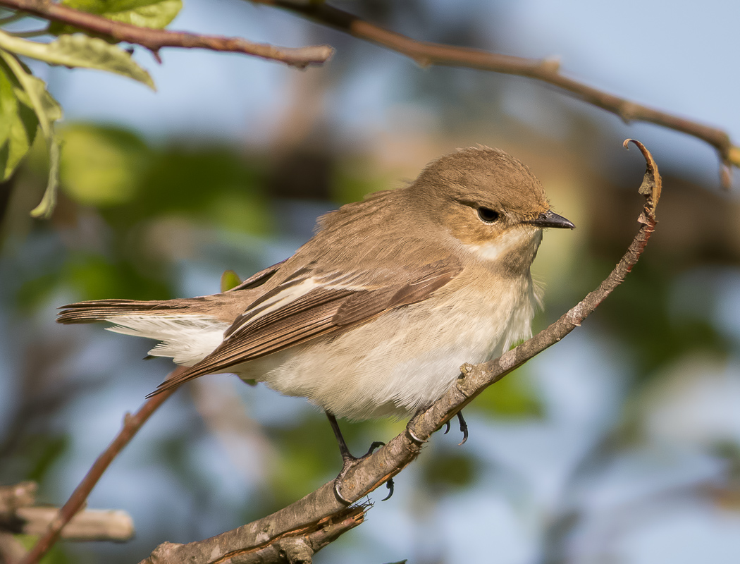 Semicollared Flycatcher