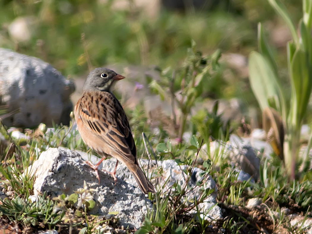Ortolan Bunting