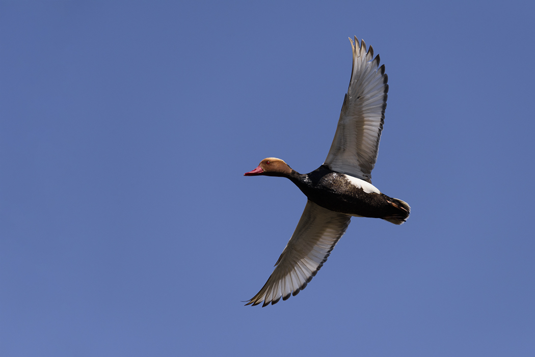 Red-crested Pochard