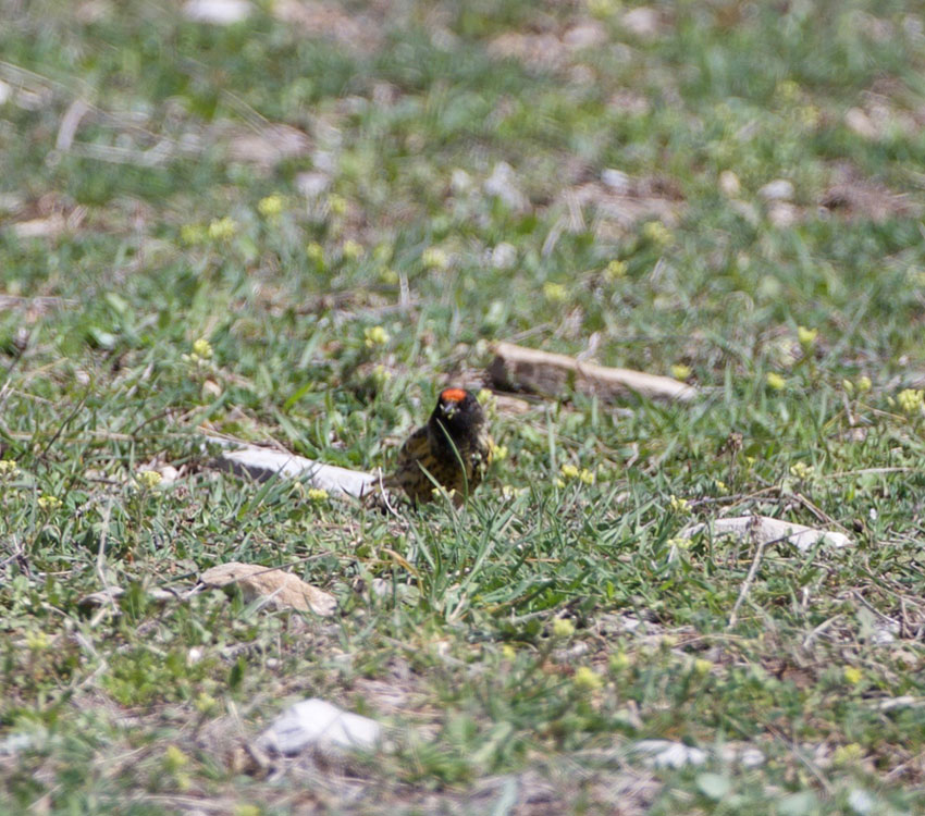 Red-fronted Serin