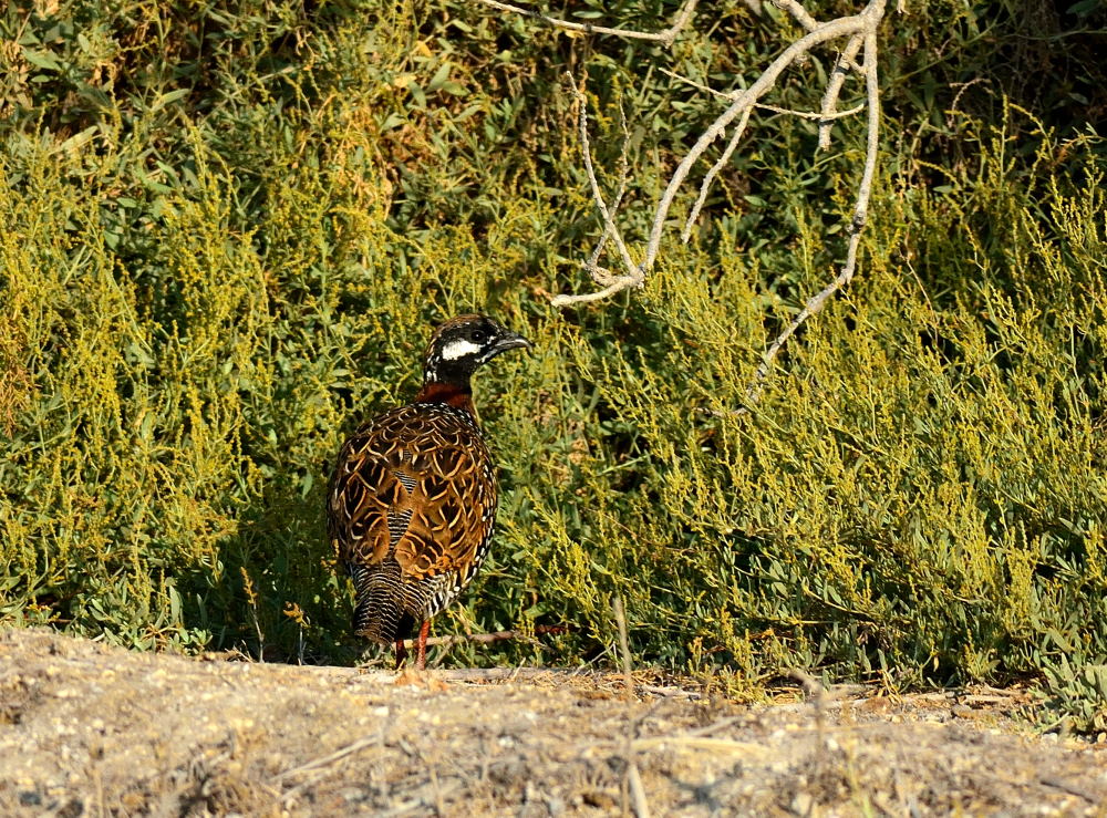 Black Francolin