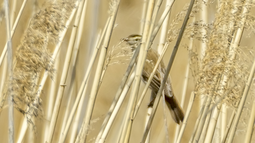 Sedge Warbler