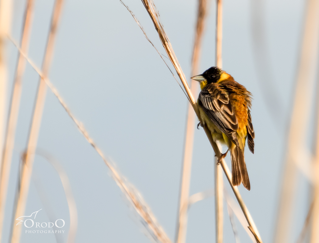 Black-headed Bunting