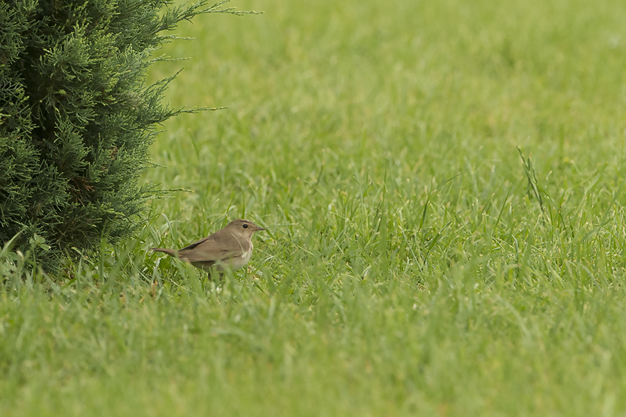 Thrush Nightingale