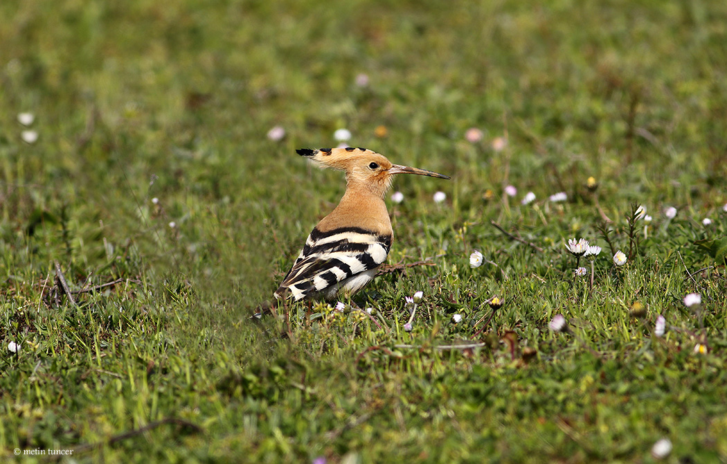 Common Hoopoe