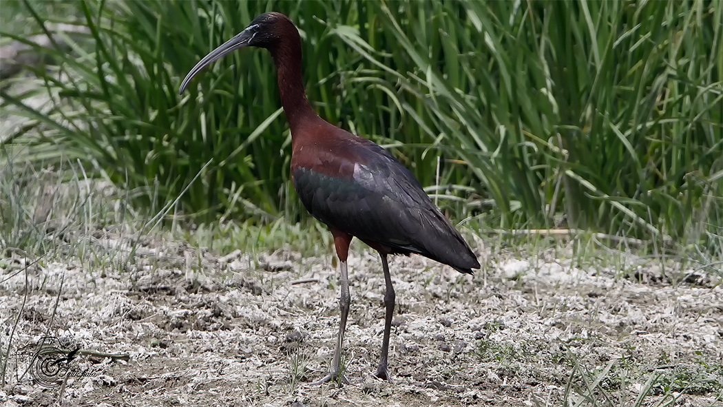 Glossy Ibis