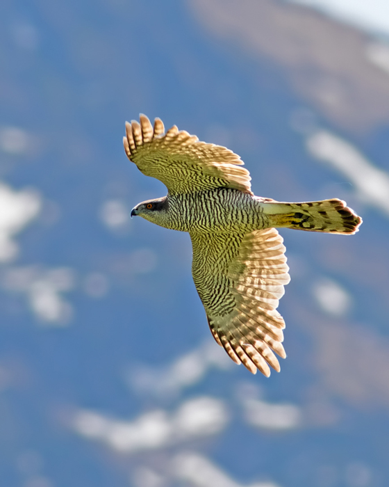Eurasian Goshawk