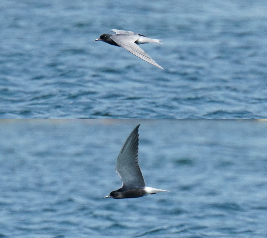 Black Tern