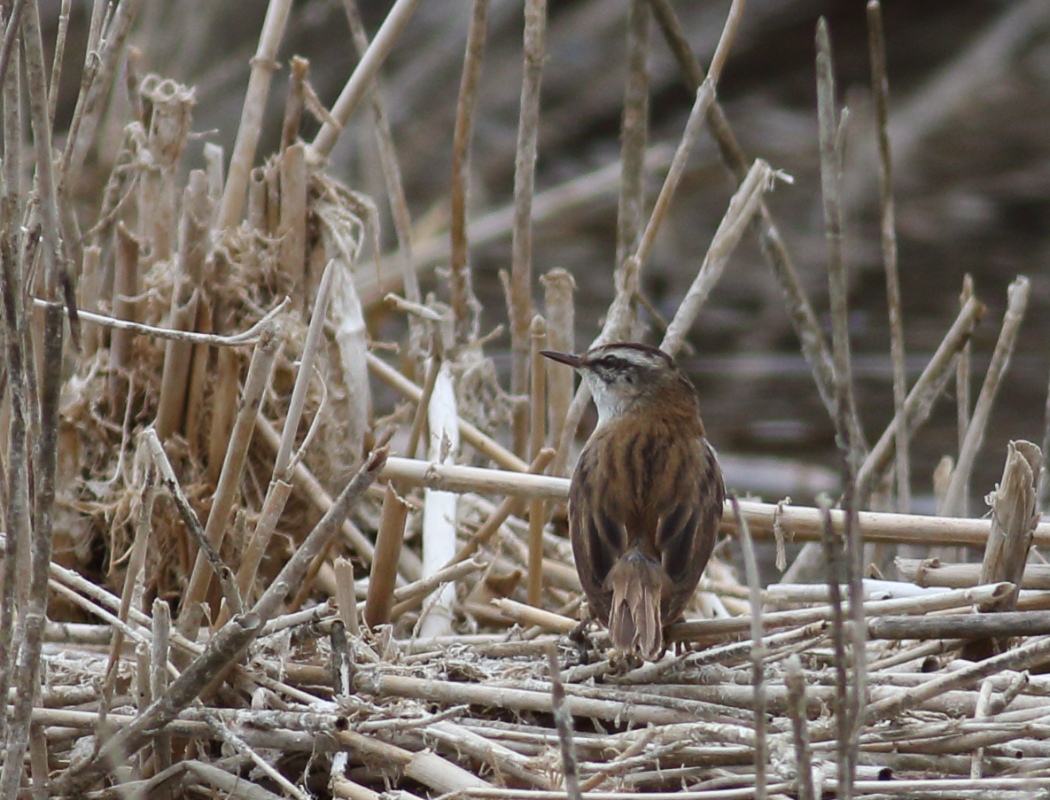 Moustached Warbler