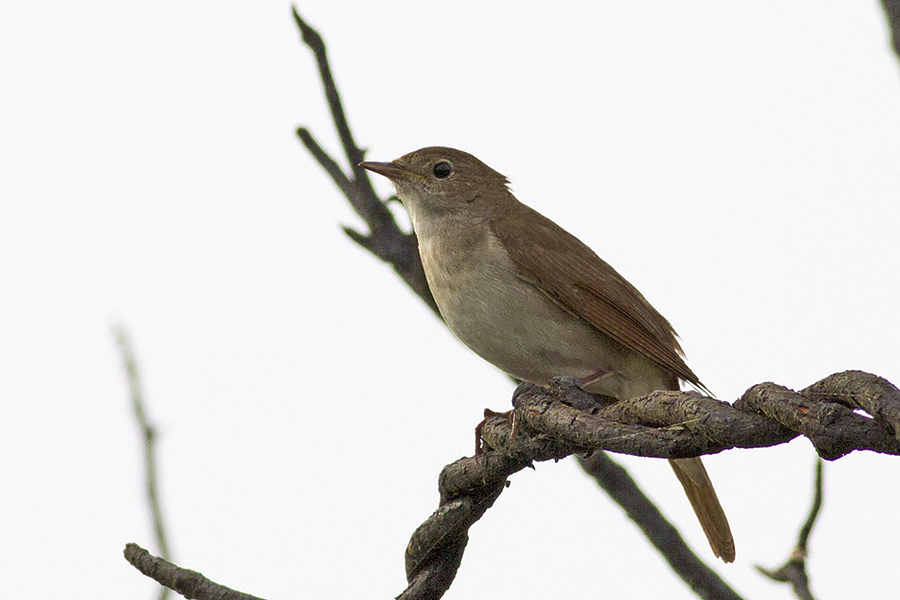Thrush Nightingale