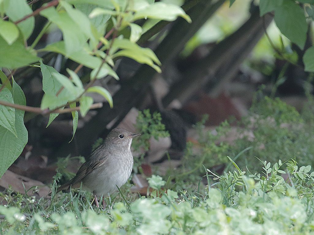 Thrush Nightingale