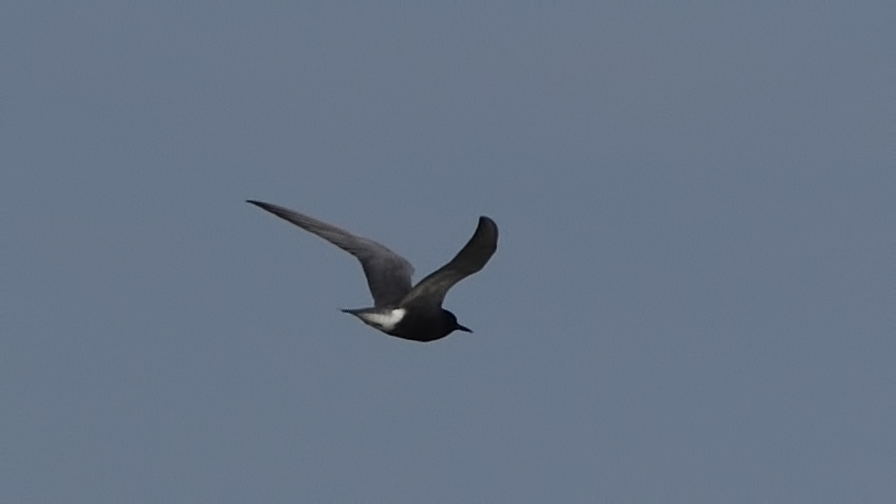 Black Tern