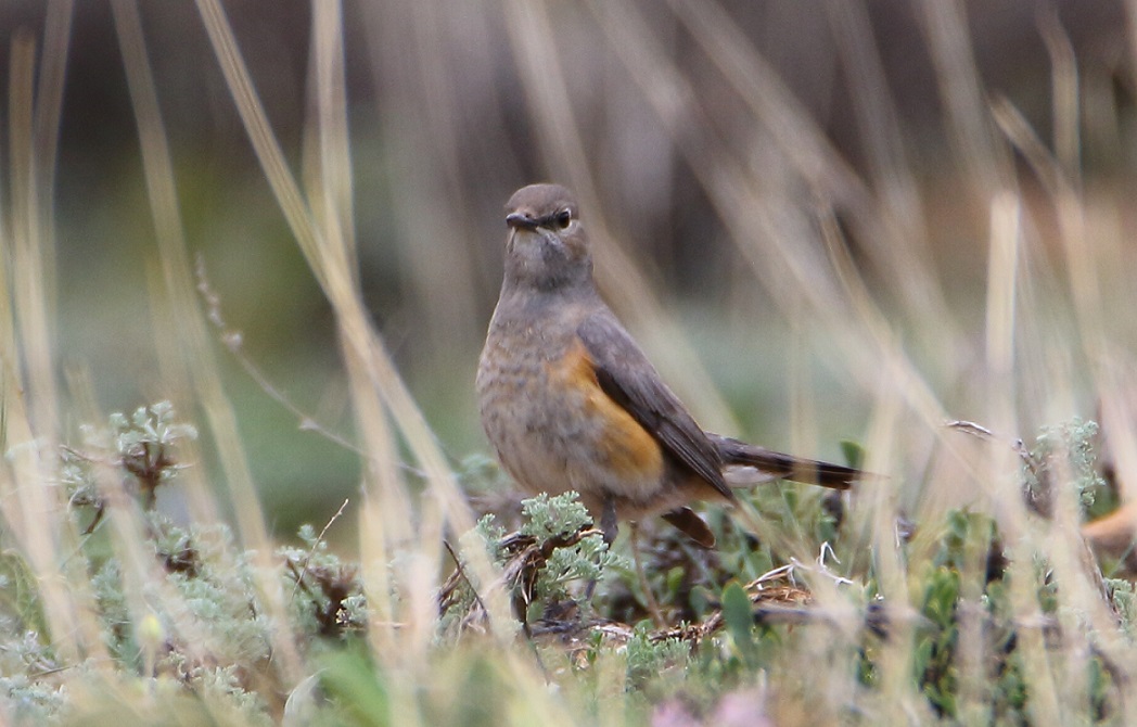 White-throated Robin