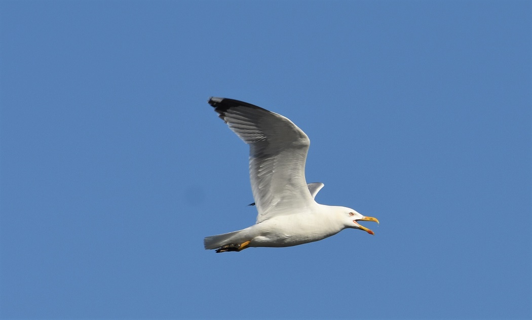 Yellow-legged Gull