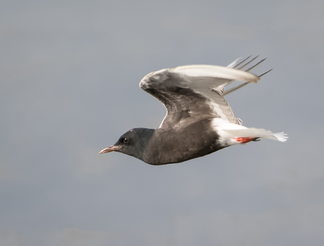 White-winged Tern