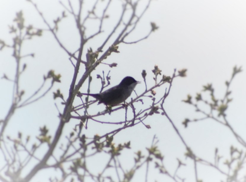 Sardinian Warbler