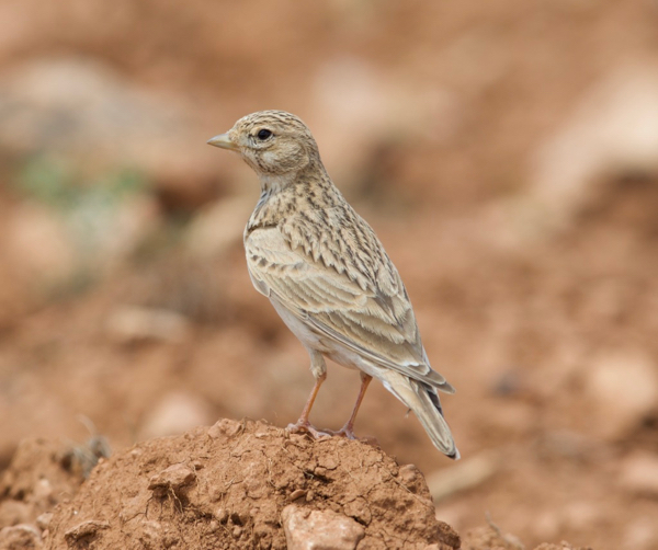Turkestan Short-toed Lark