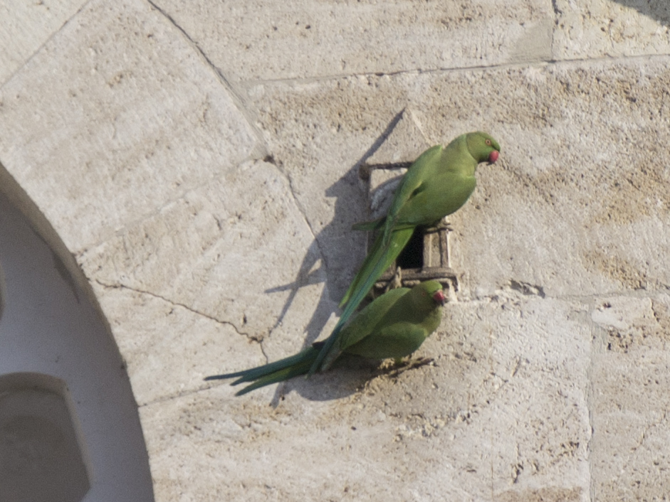 Rose-ringed Parakeet