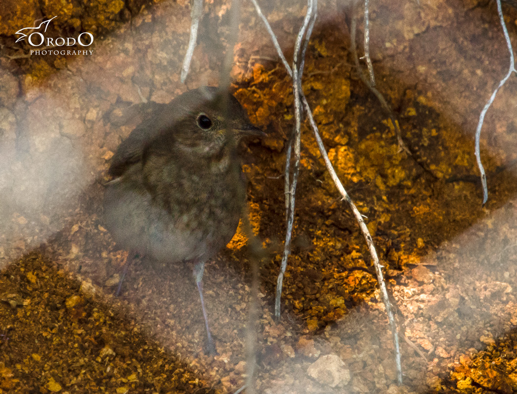Thrush Nightingale