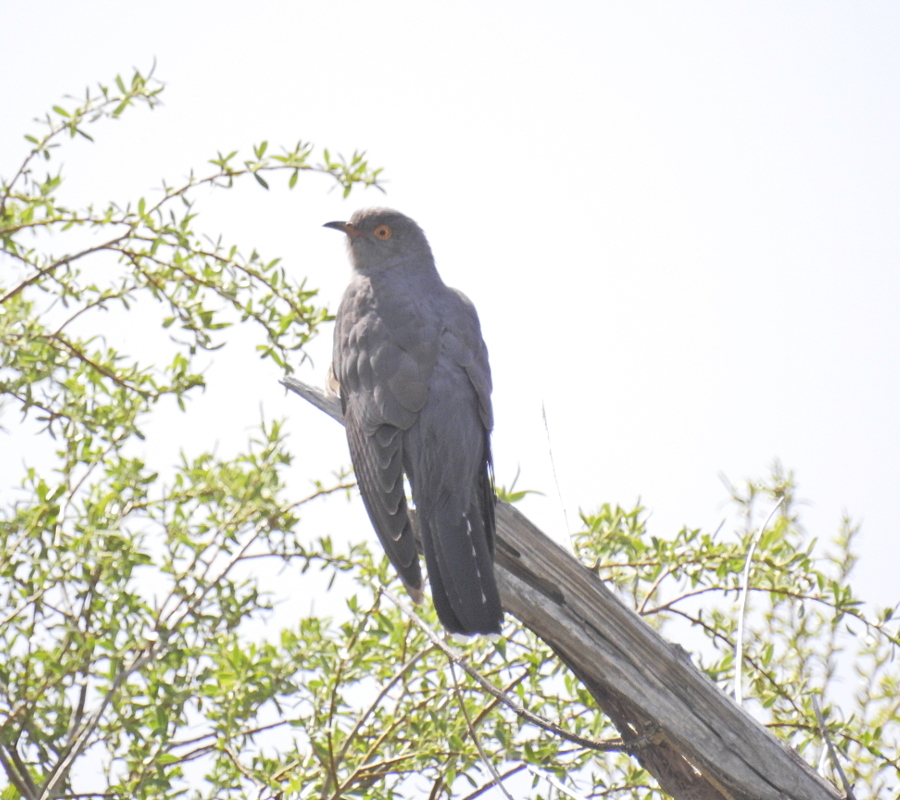 Common Cuckoo