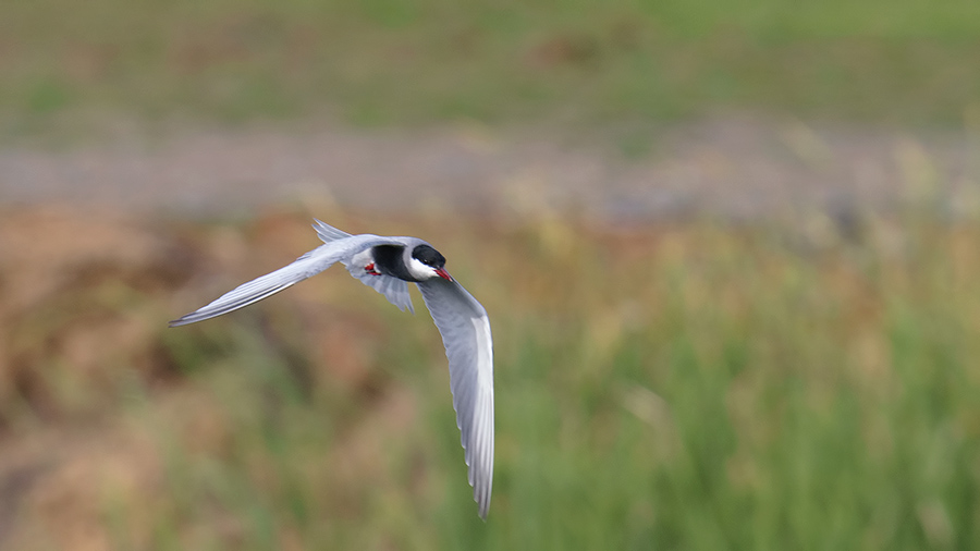 Whiskered Tern