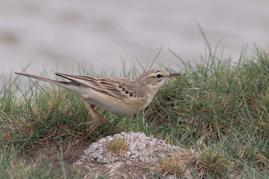 Tawny Pipit
