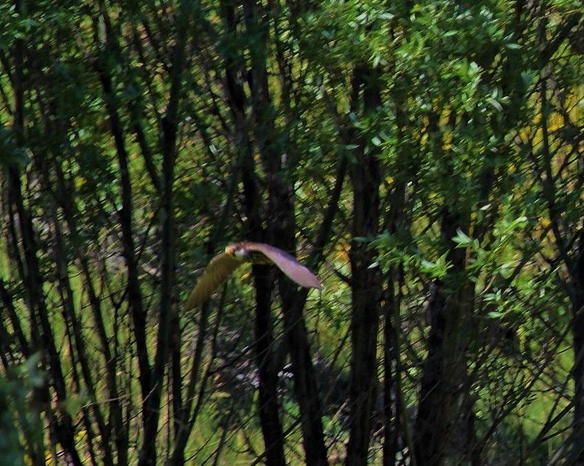 Eurasian Hobby