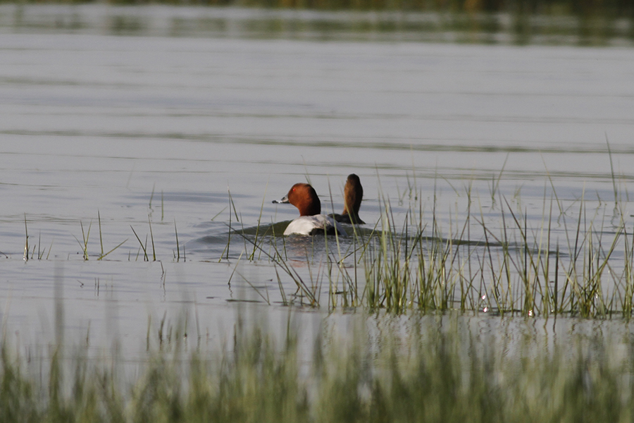 Common Pochard