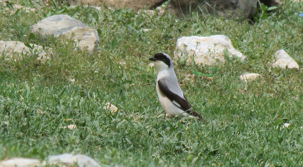Lesser Grey Shrike
