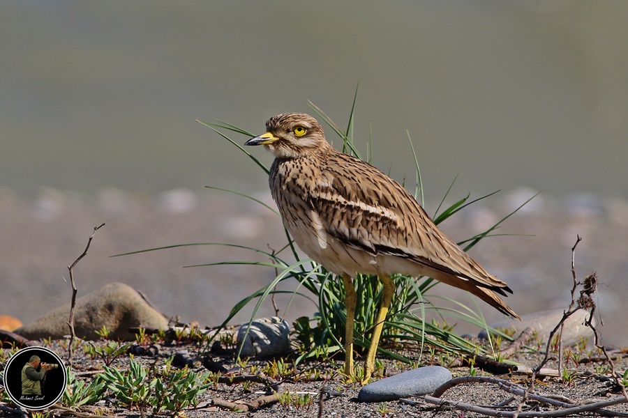 Eurasian Stone-curlew