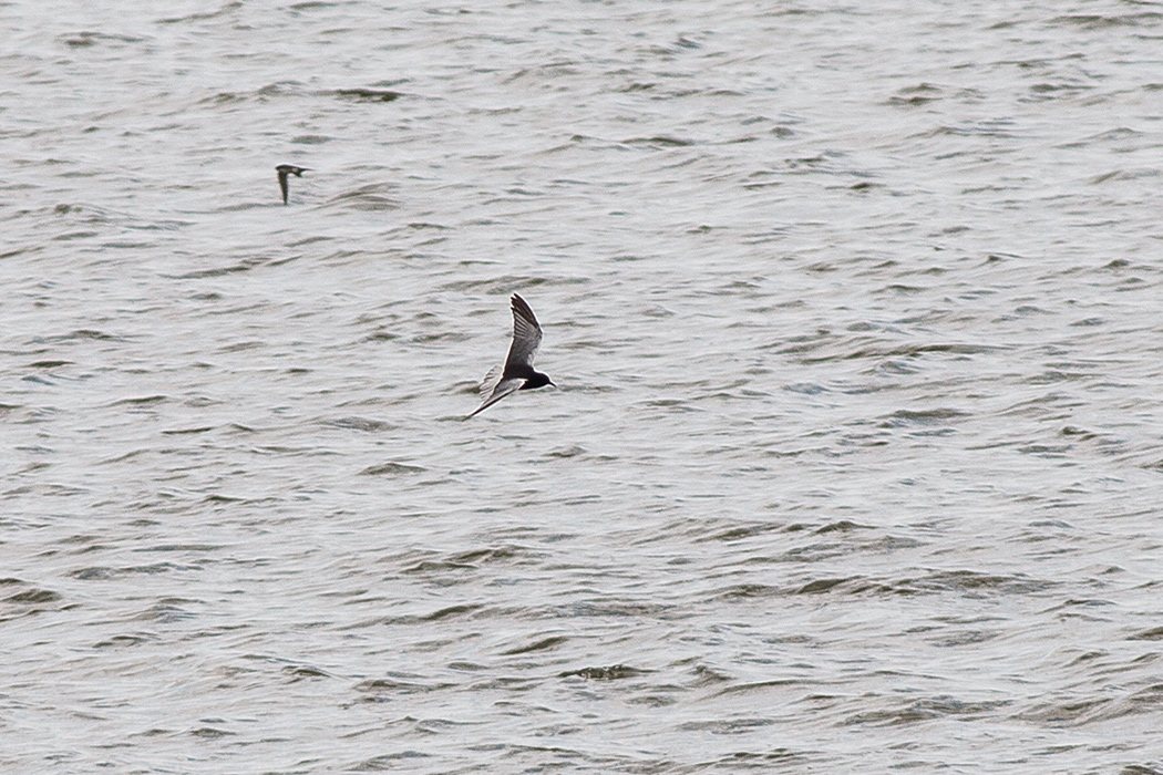 White-winged Tern